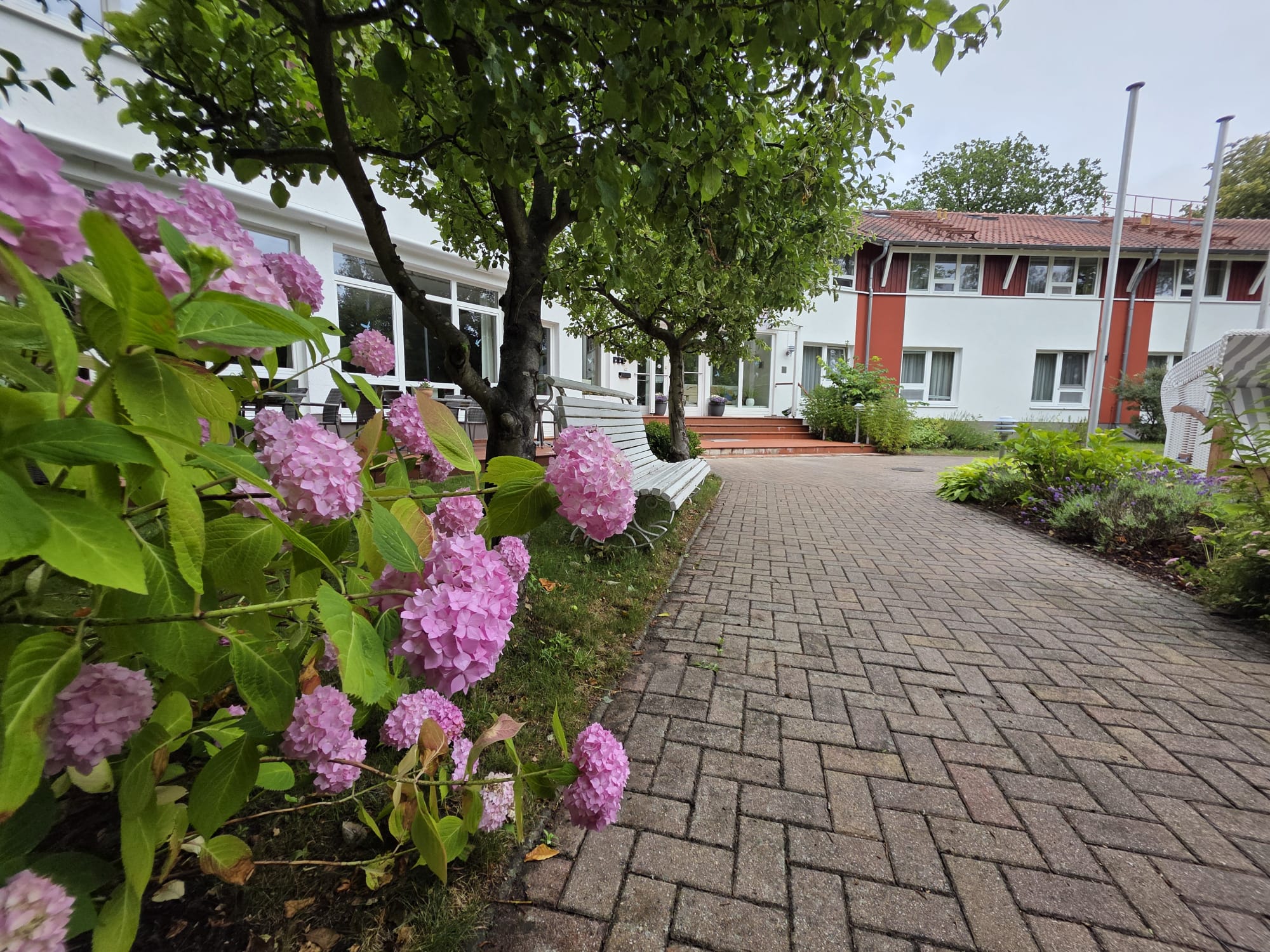 Weg mit Hortensien vor dem Haus